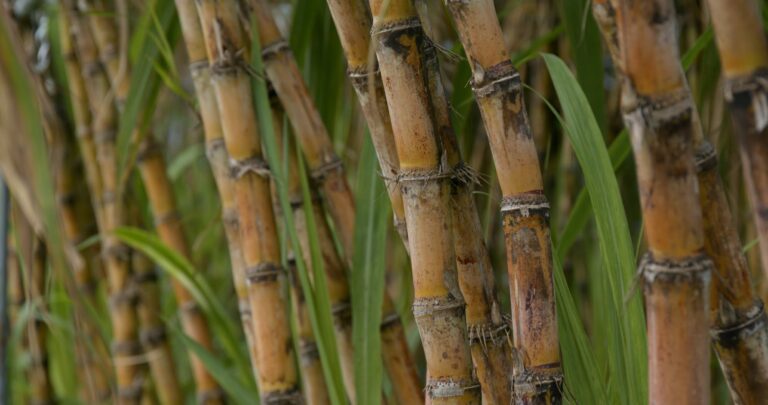 Sugar cane farm